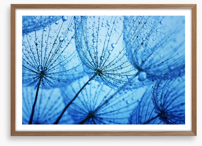 Dandelion blues
