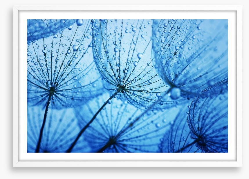 Dandelion blues