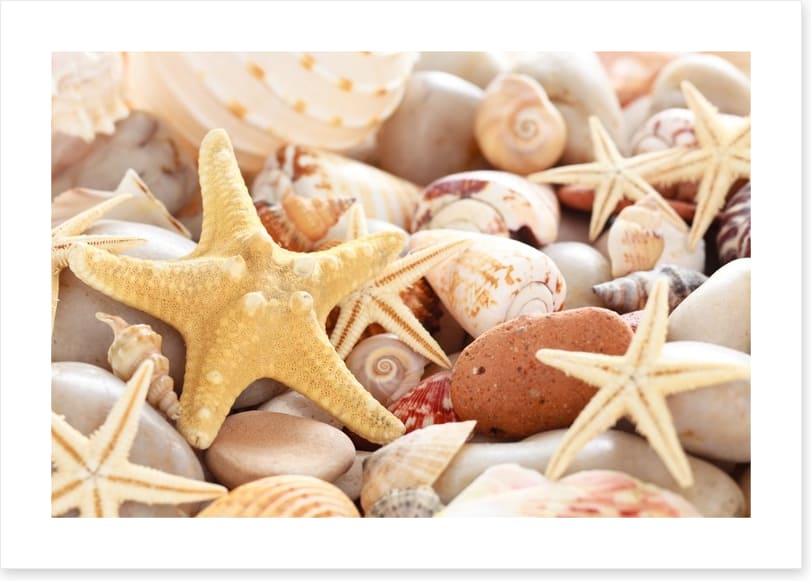 Seashells