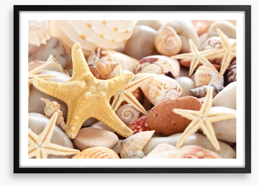 Seashells