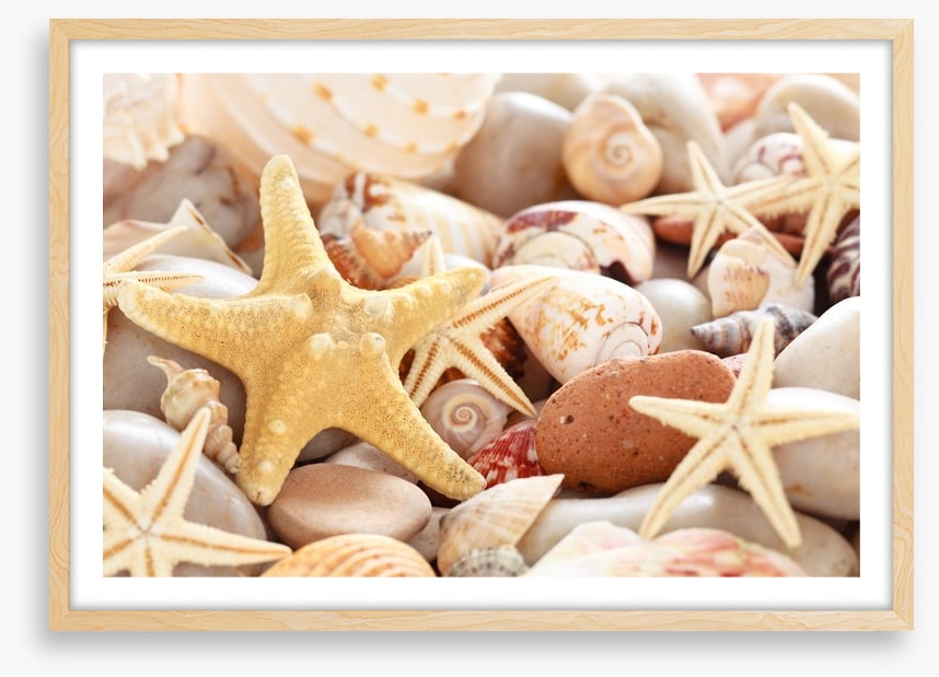 Seashells