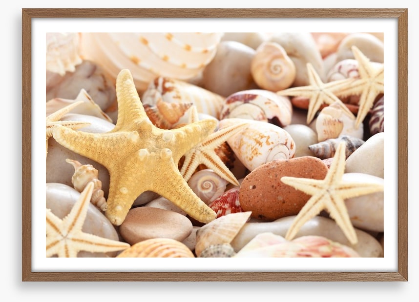 Seashells