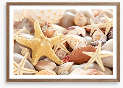 Seashells