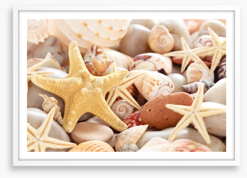 Seashells