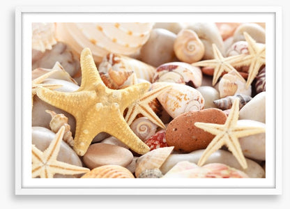 Seashells