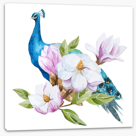 Magnolia peacock