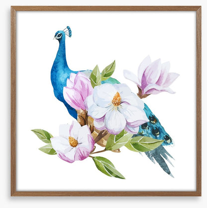Magnolia peacock
