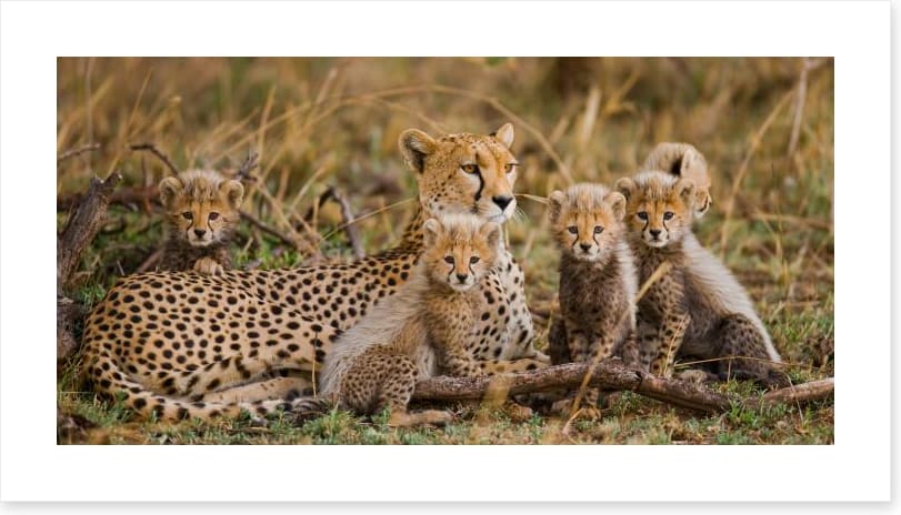 Cheetah cub club