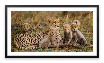 Cheetah cub club