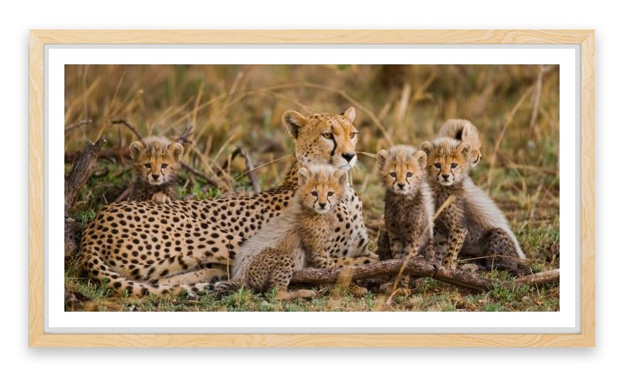 Cheetah cub club