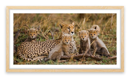 Cheetah cub club