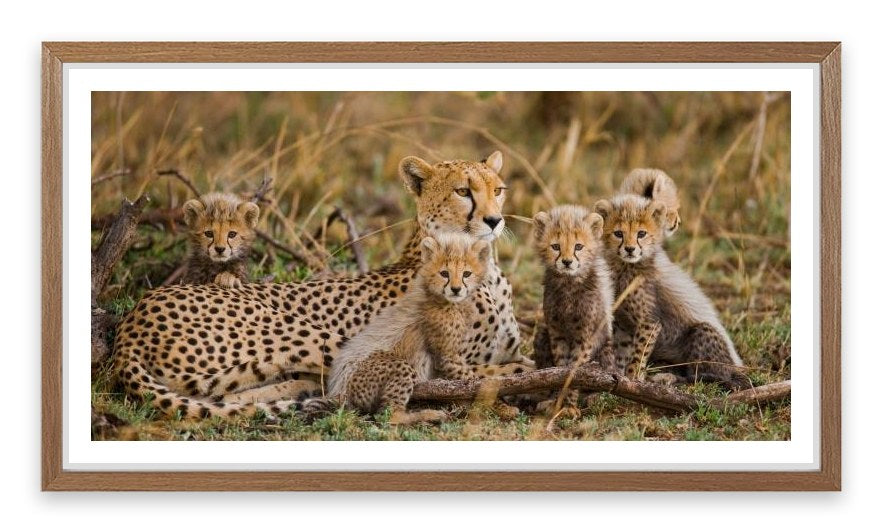 Cheetah cub club