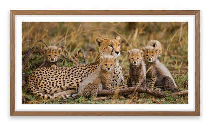 Cheetah cub club