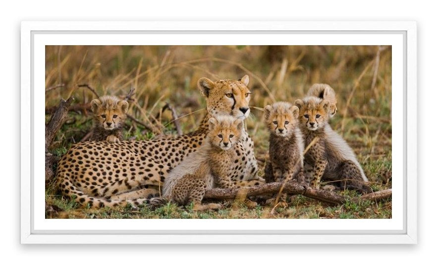 Cheetah cub club