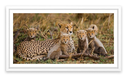 Cheetah cub club