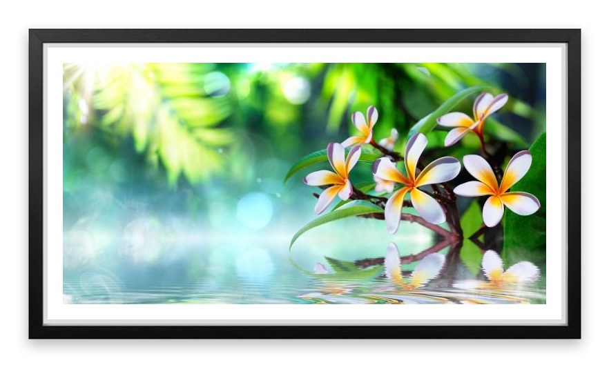 Frangipani water garden