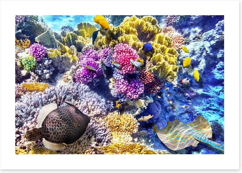 At the coral reef