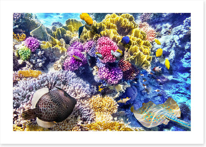 At the coral reef