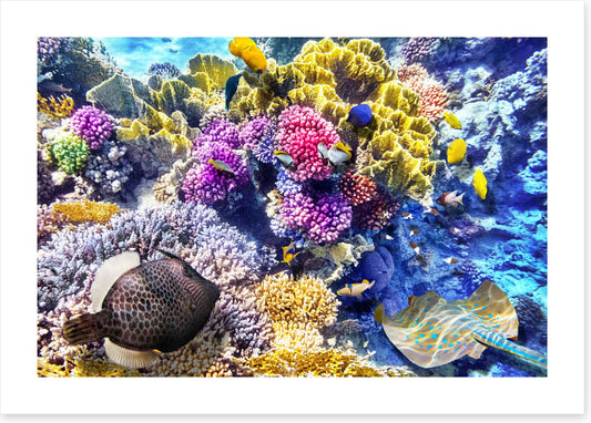 At the coral reef