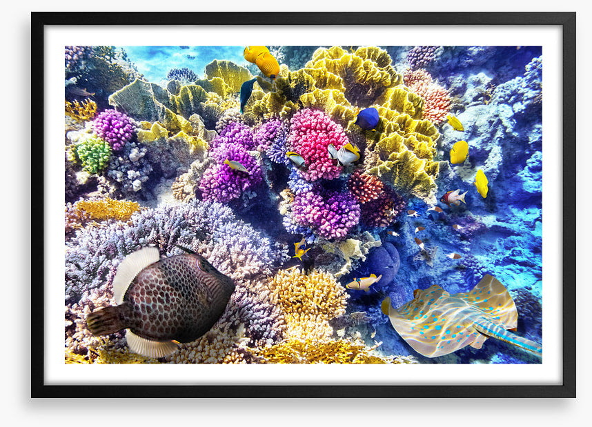At the coral reef