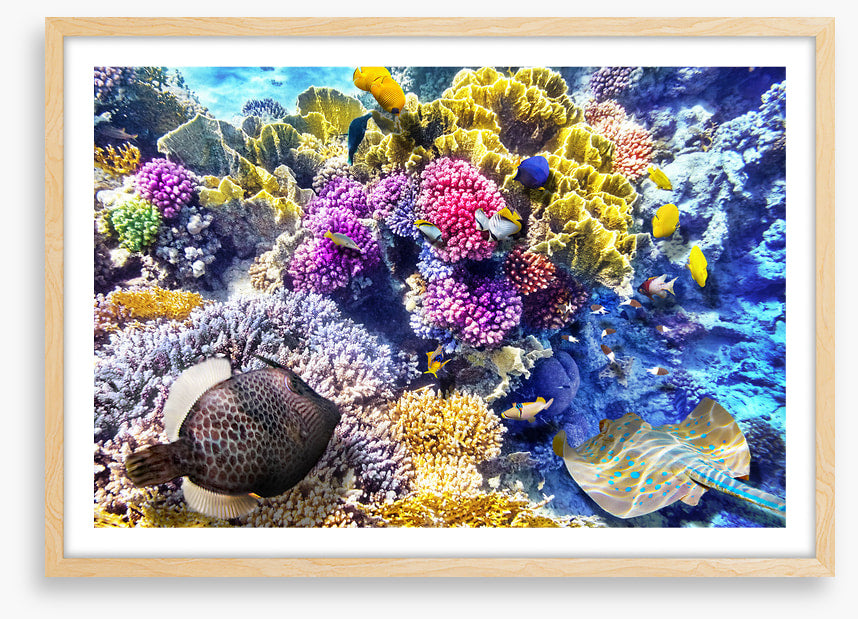 At the coral reef
