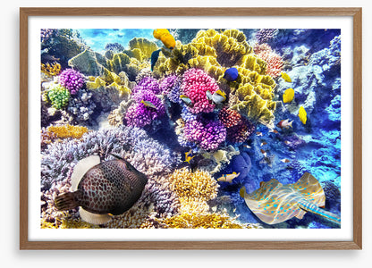 At the coral reef