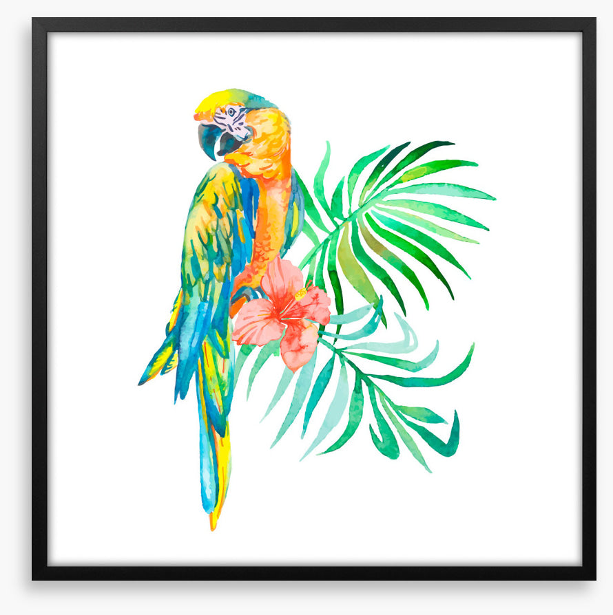 Golden macaw