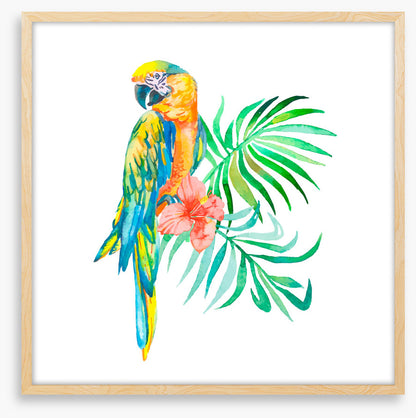 Golden macaw