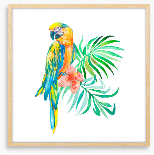 Golden macaw