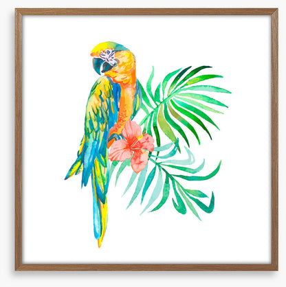 Golden macaw