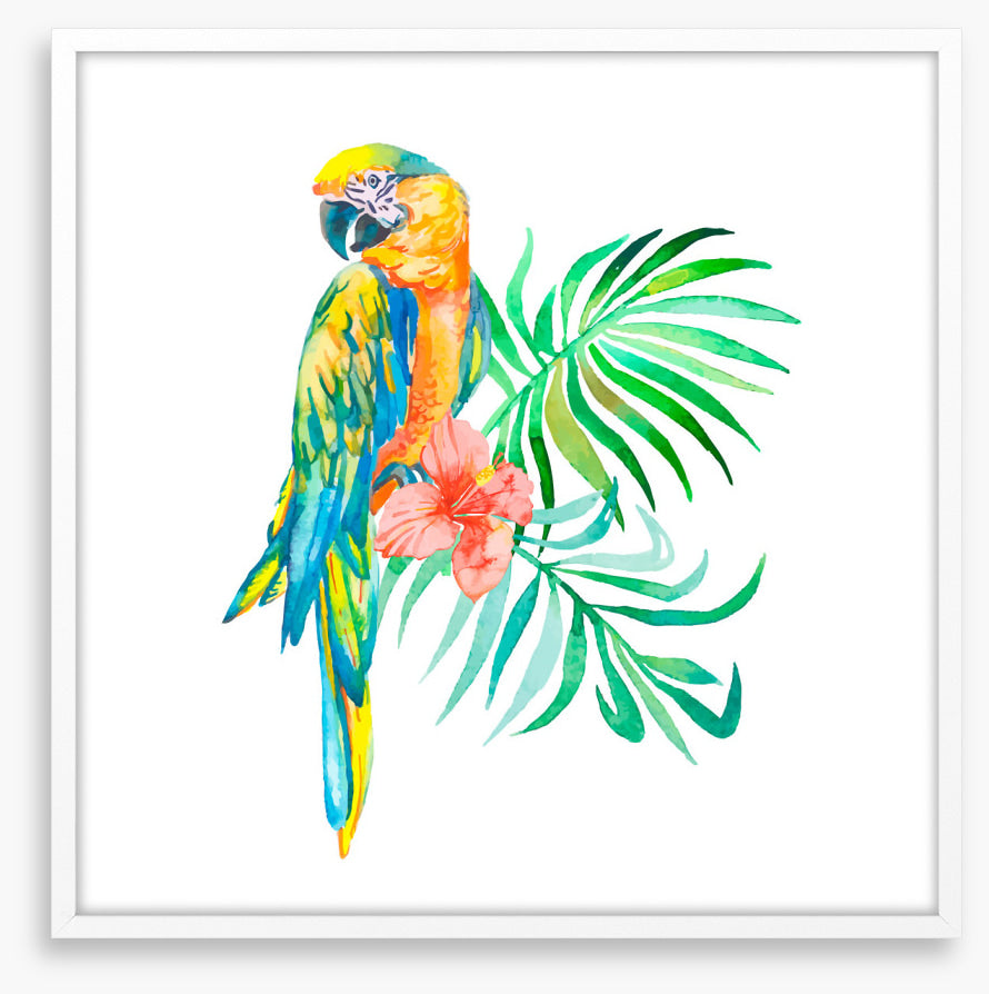 Golden macaw