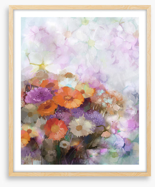 Gerbera dreams