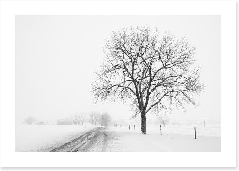 Lone tree in the snow storm