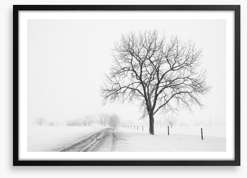 Lone tree in the snow storm