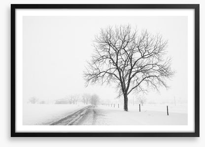 Lone tree in the snow storm
