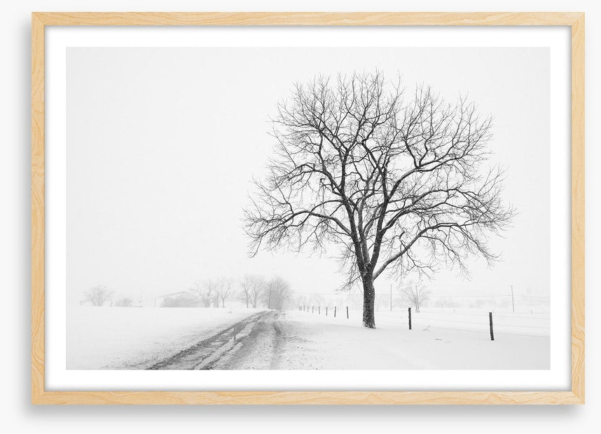 Lone tree in the snow storm