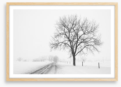 Lone tree in the snow storm