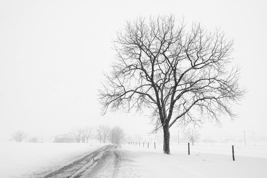 Lone tree in the snow storm