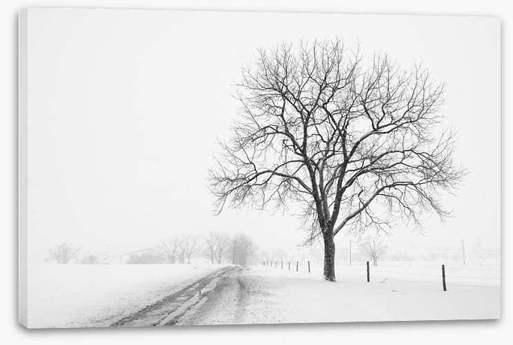 Lone tree in the snow storm