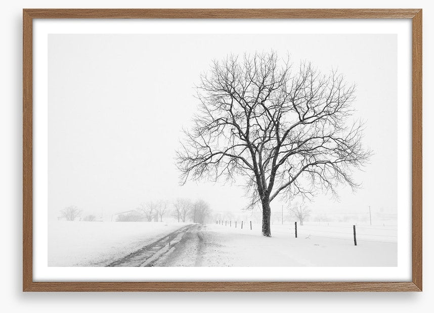 Lone tree in the snow storm
