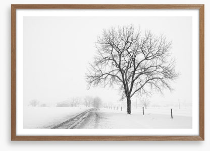 Lone tree in the snow storm