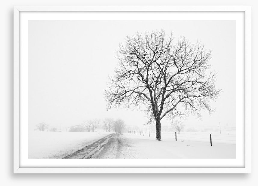 Lone tree in the snow storm