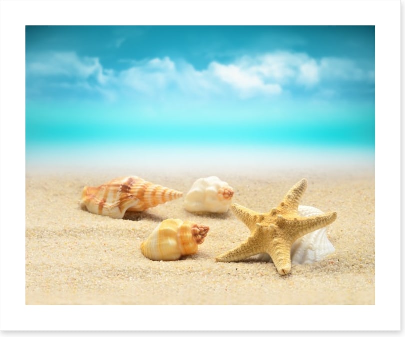 Starfish and seashells