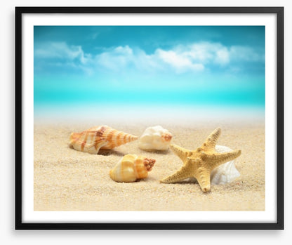 Starfish and seashells