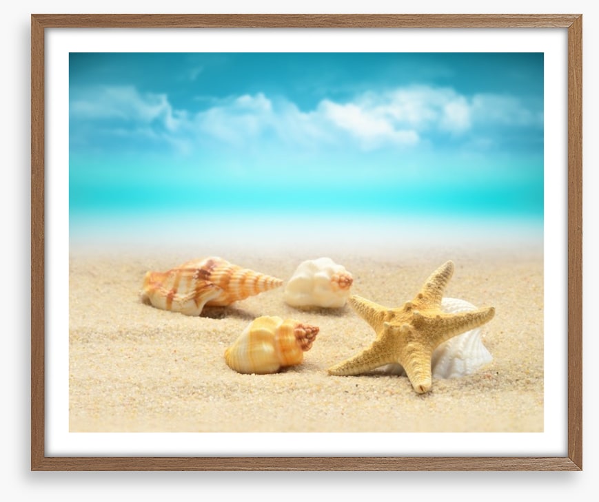 Starfish and seashells