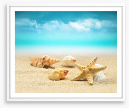 Starfish and seashells