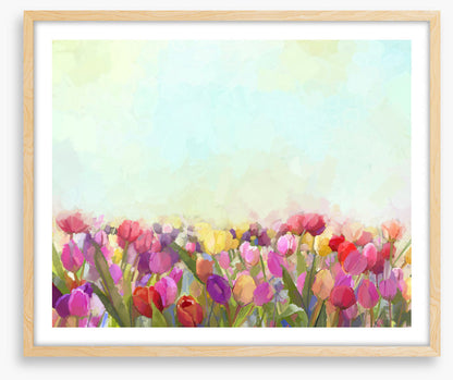 Tulip meadow sunshine