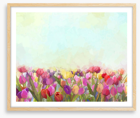 Tulip meadow sunshine