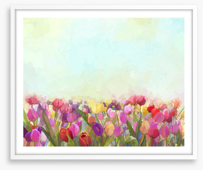Tulip meadow sunshine
