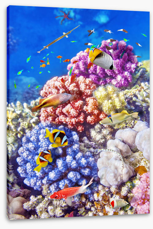 Sea garden swim